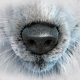 White Wolf Face - Adult Unisex Face Mask