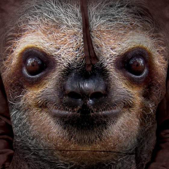 Sloth Face - Adult Unisex Hoodie Sweatshirt