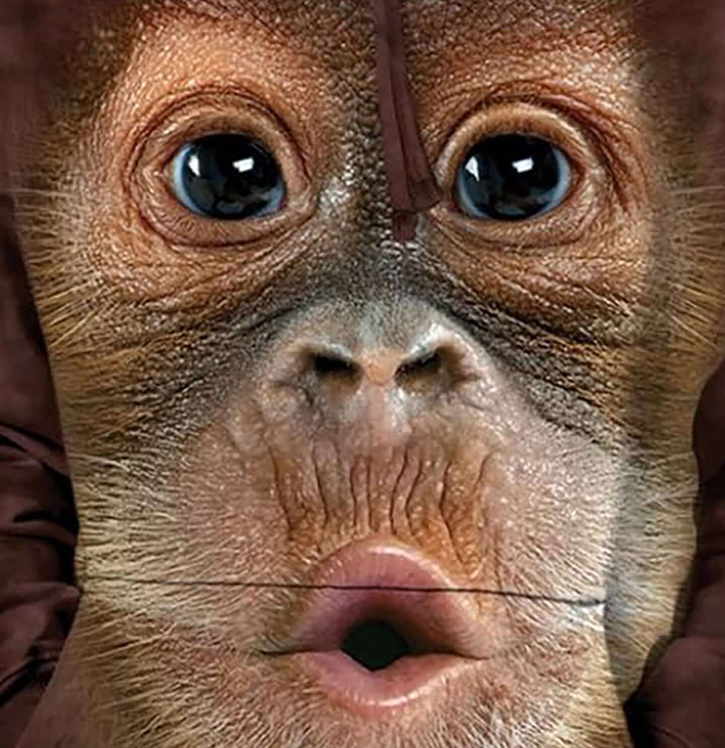 Big Face Baby Orangutan - Adult Unisex Hoodie Sweatshirt