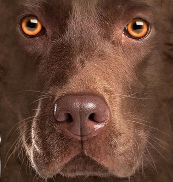 Chocolate Lab - Adult Unisex T-Shirt