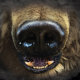 Black Bear Face - Adult Unisex Face Mask