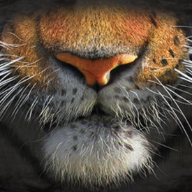 Tiger Face - Adult Unisex Face Mask