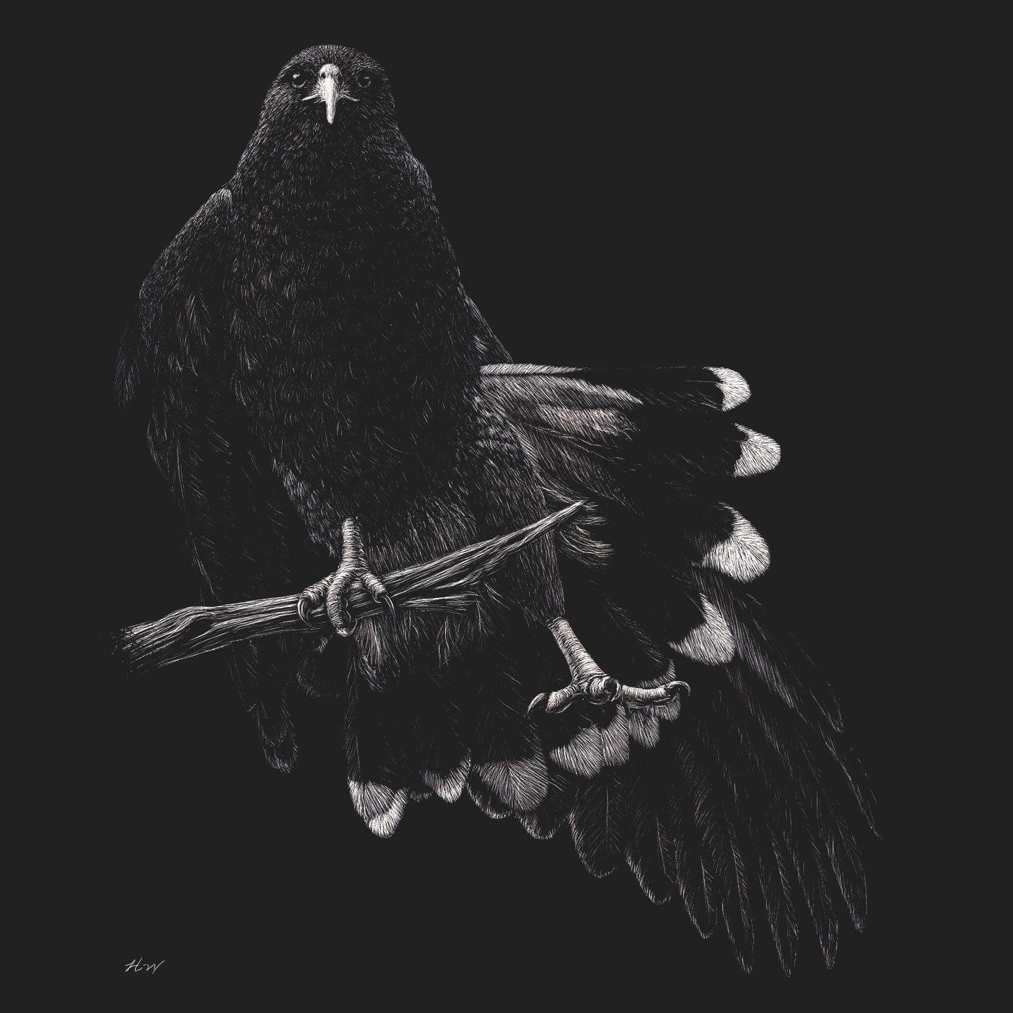 Harris Hawk on Black - Women's Fitted T-Shirt