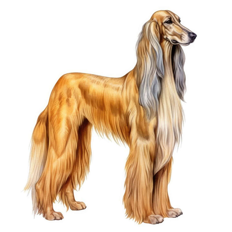 Afghan Hounds