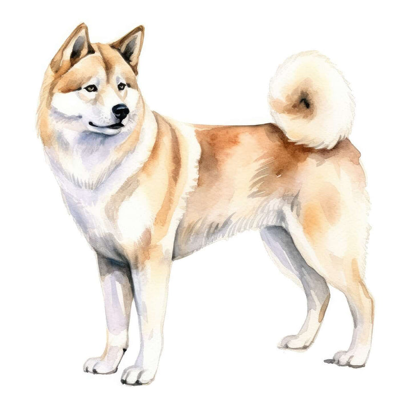 Akitas