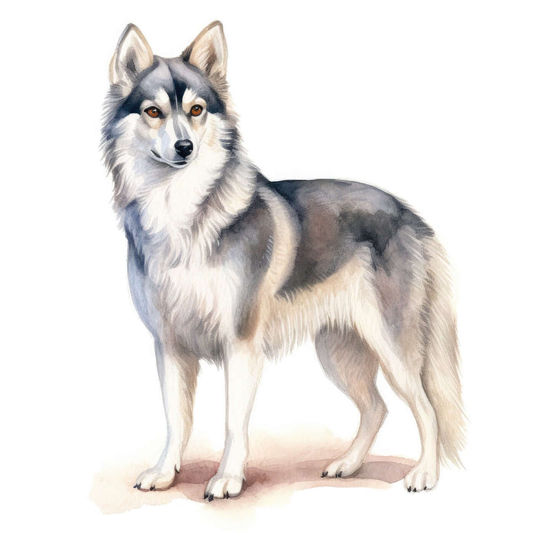 Alaskan Klee Kai