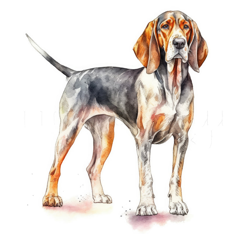 American English Coonhounds