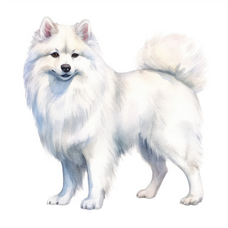 American Eskimo Dogs