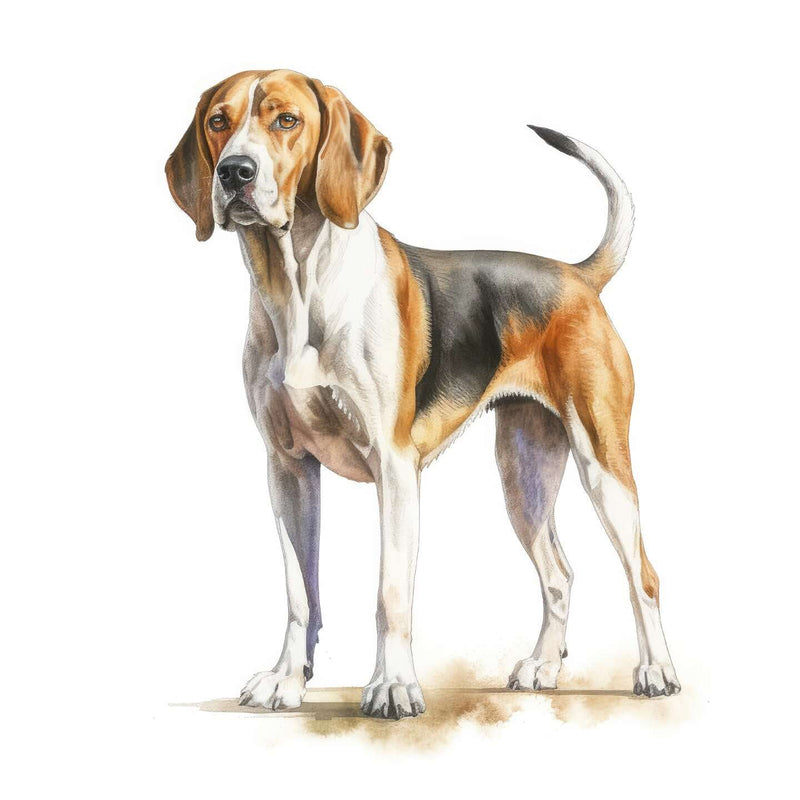 American Foxhounds