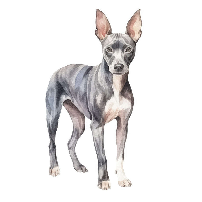 American Hairless Terriers