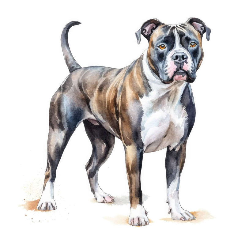 American Staffordshire Terriers