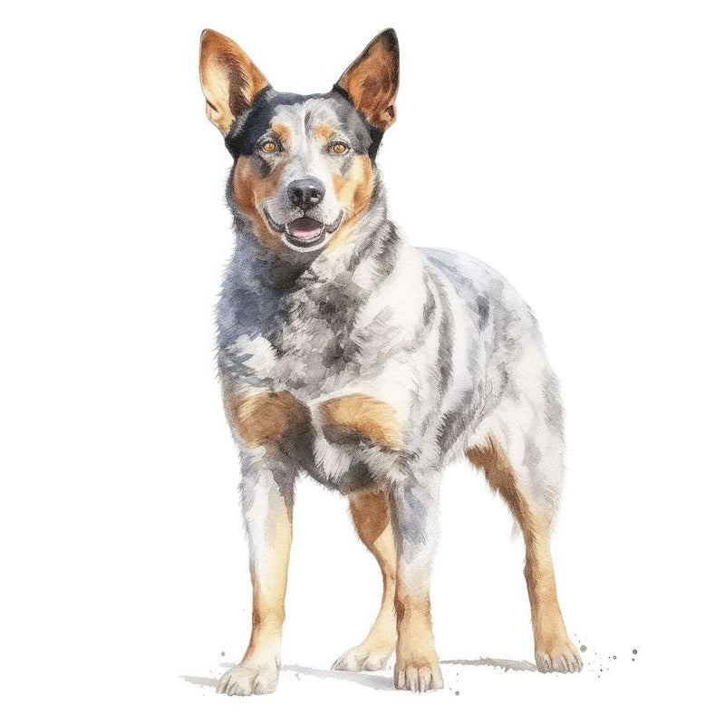 Australian Cattle Dogs