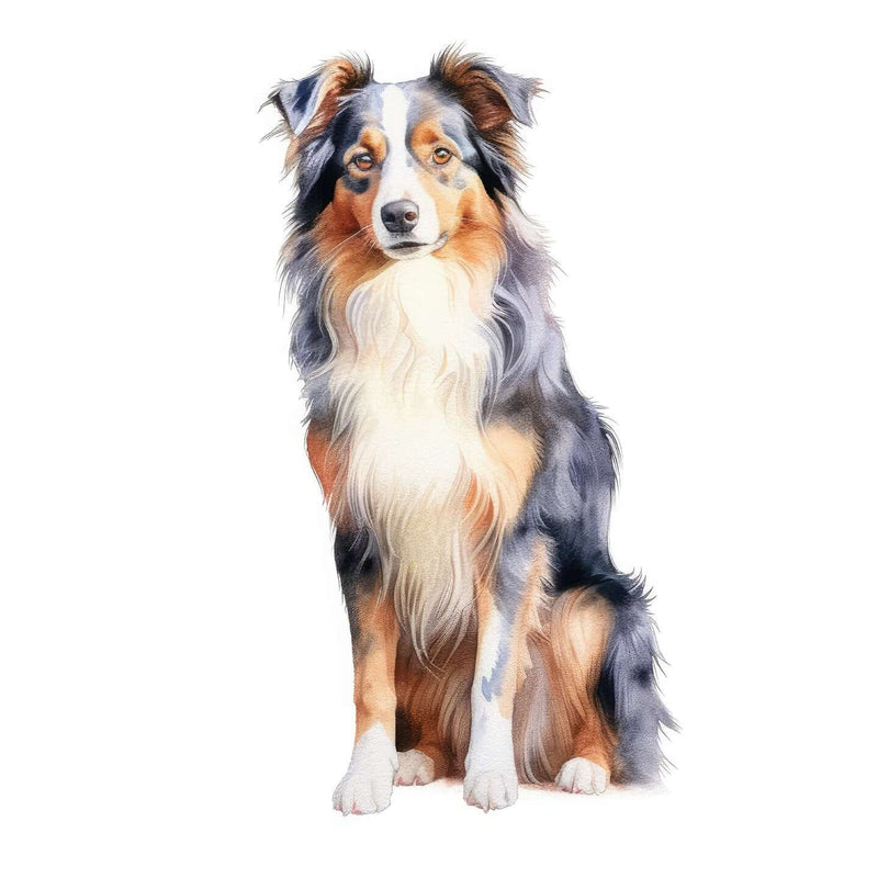 Australian Shepherds
