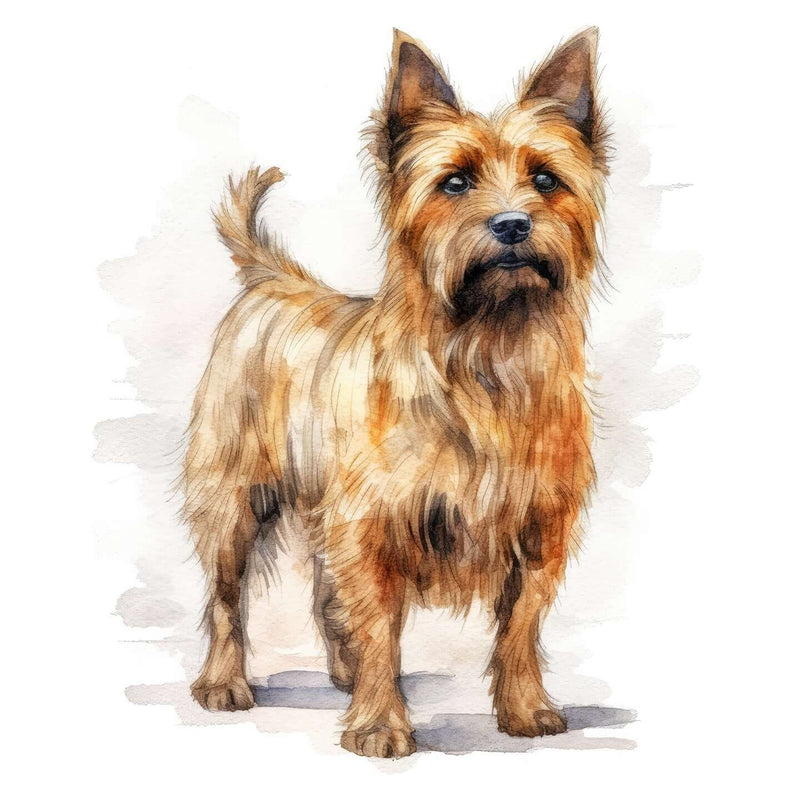 Australian Terriers
