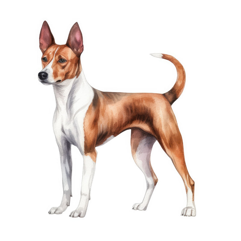Basenjis