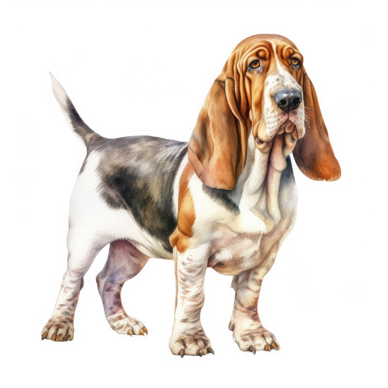 Basset Hounds