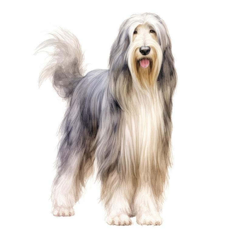 Bearded Collies