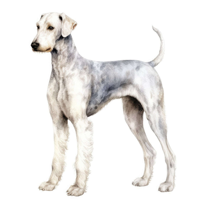Bedlington Terriers