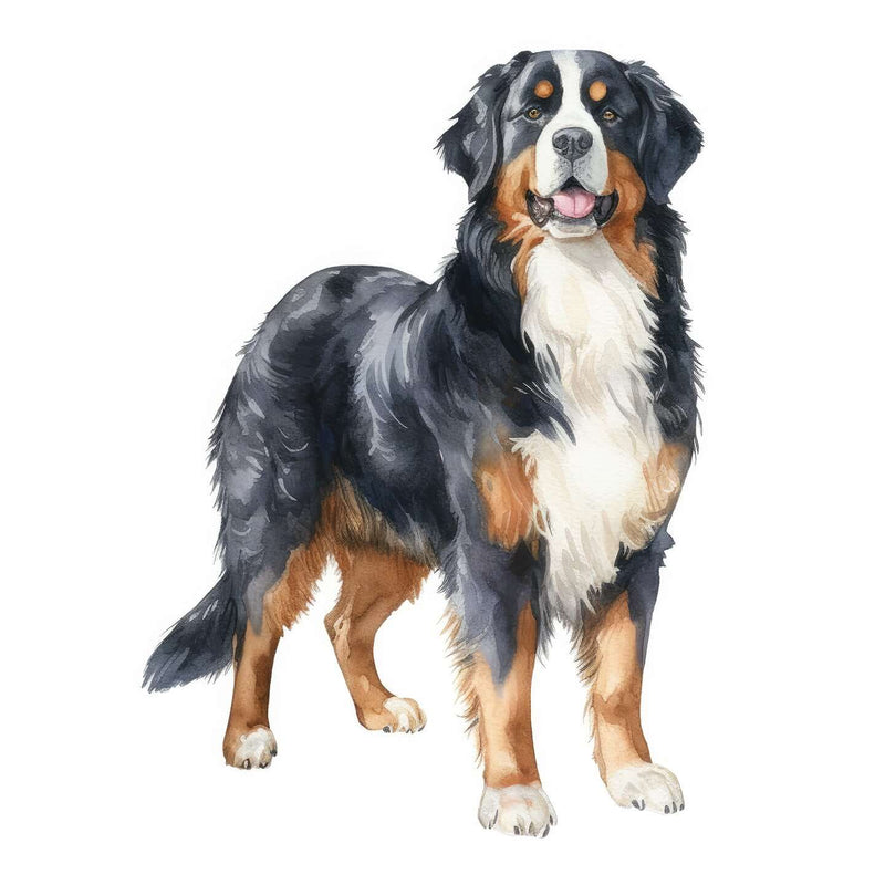 Bernese Mountain Dogs