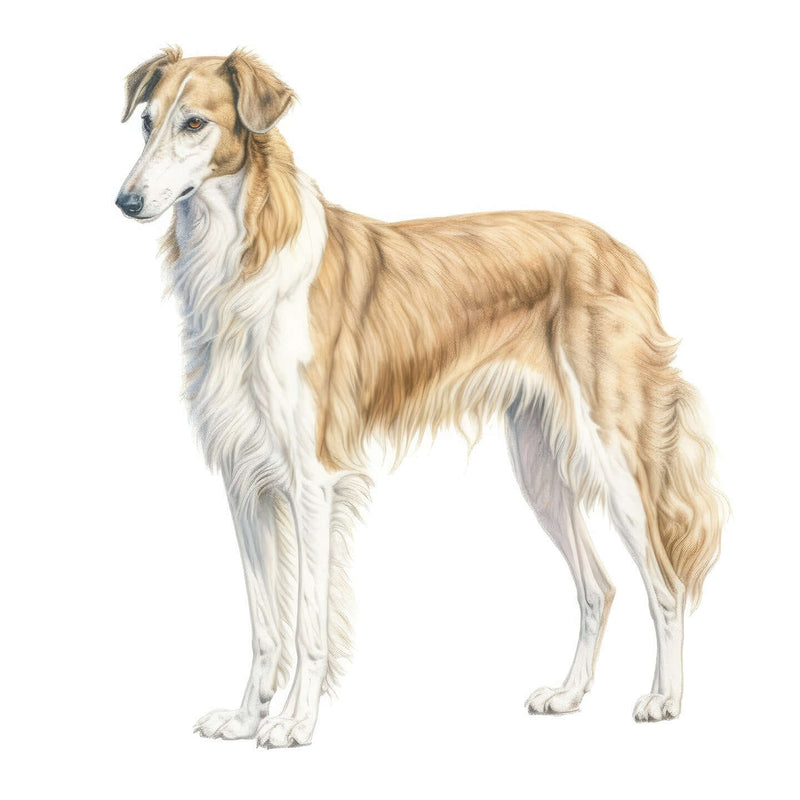 Borzois
