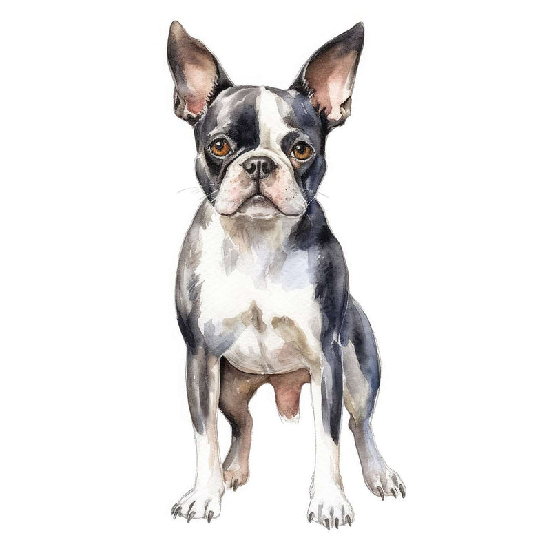 Boston Terriers