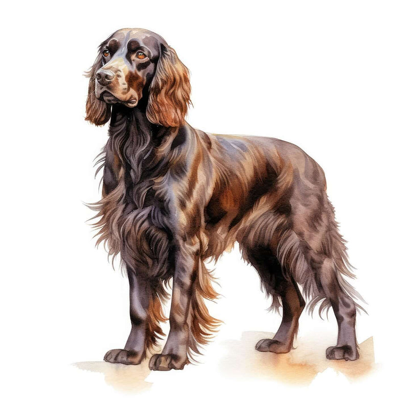 Boykin Spaniels