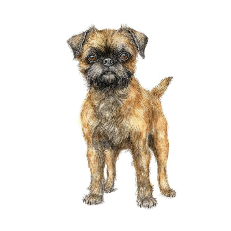 Brussels Griffons