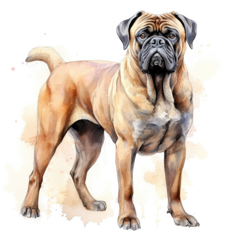 Bullmastiffs
