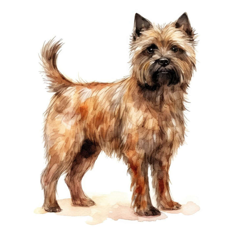 Cairn Terriers