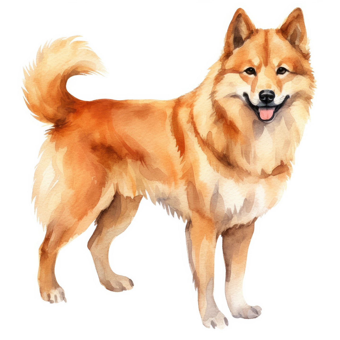 Finnish Spitz