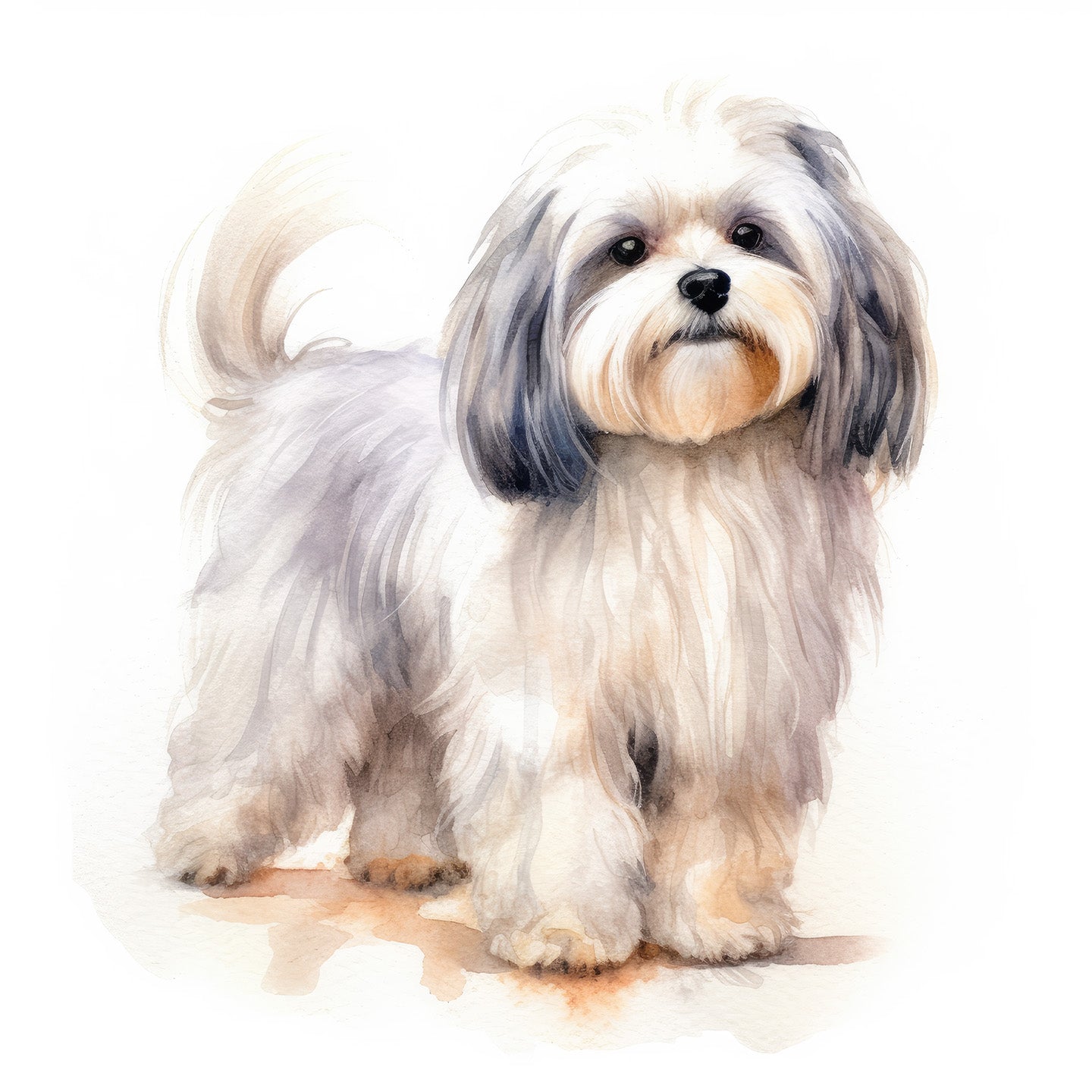 Havanese