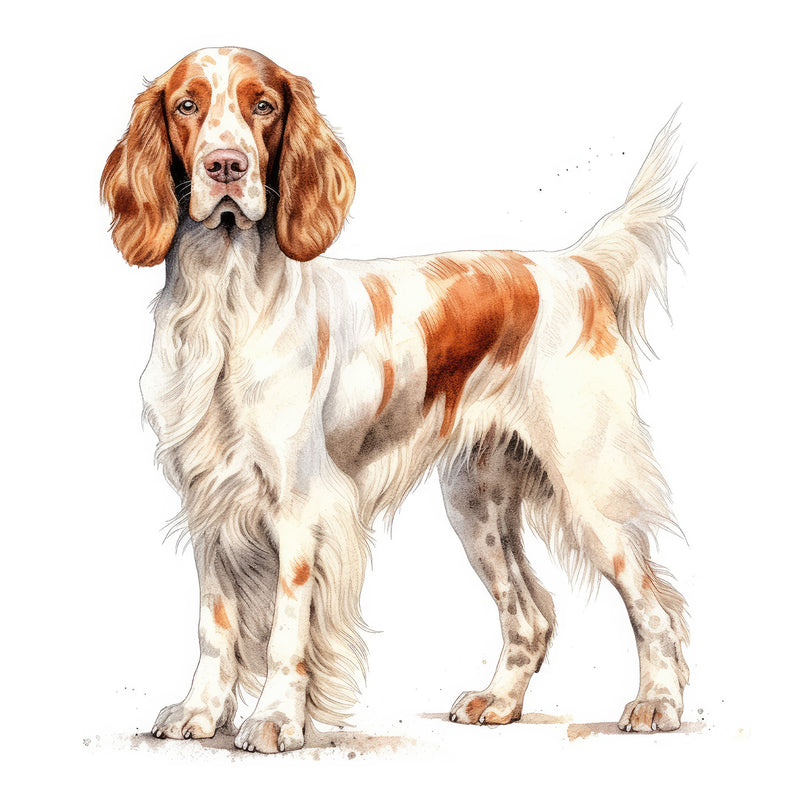Irish Red and White Setters