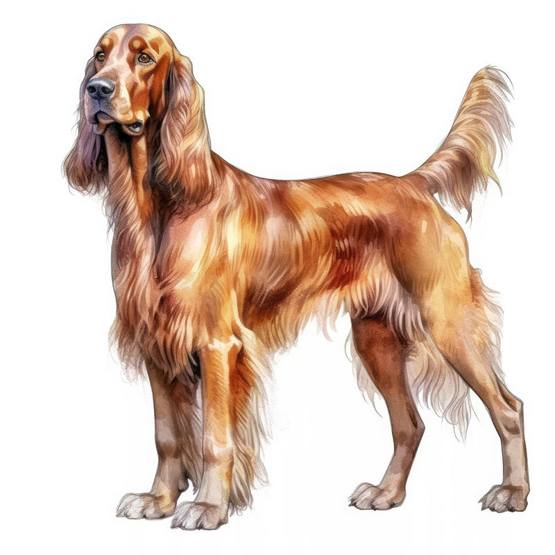 Irish Setters