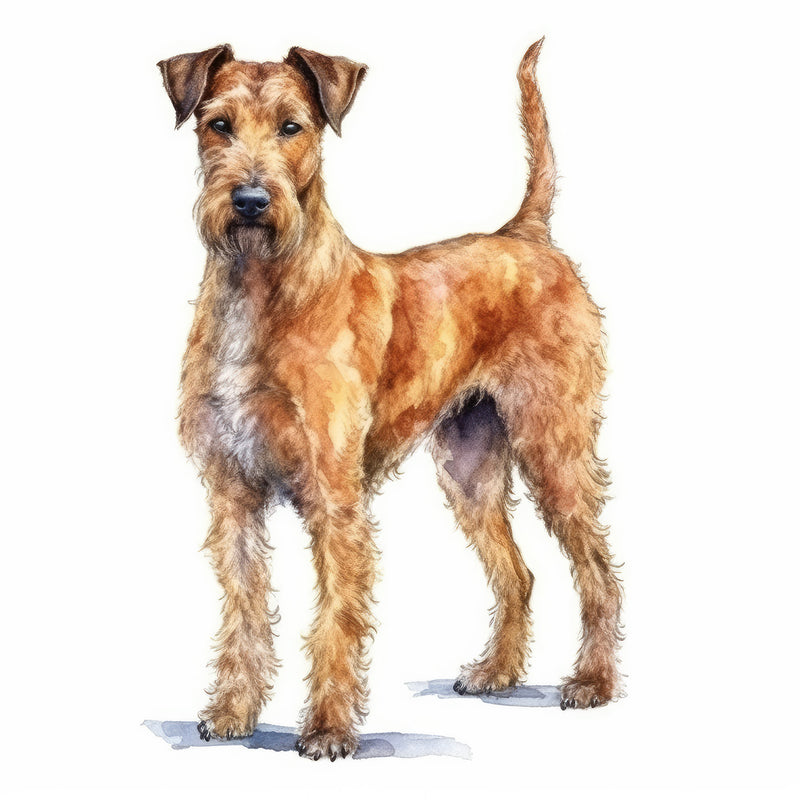 Irish Terriers
