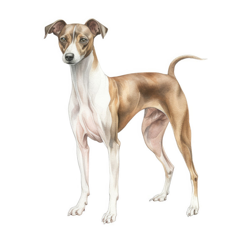 Italian Greyhounds