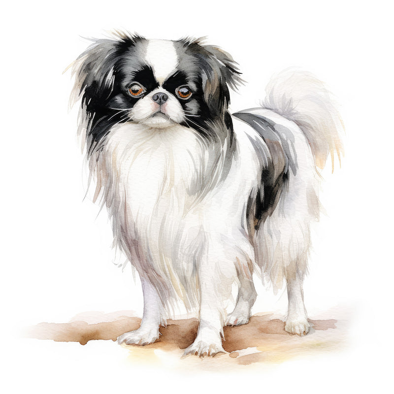 Japanese Chin