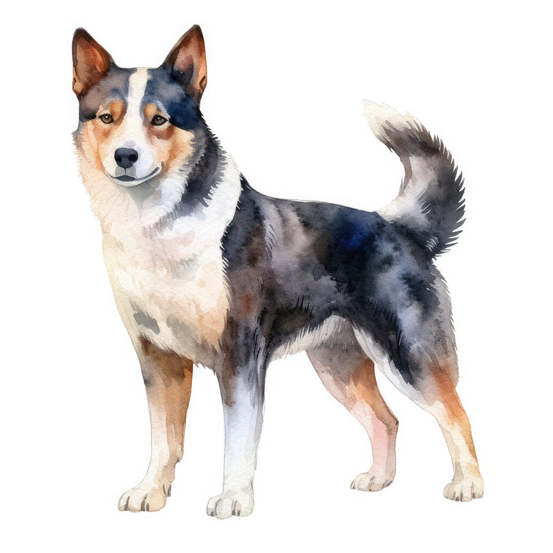 Karelian Bear Dogs