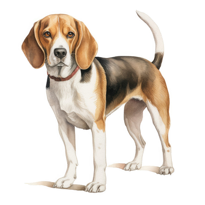 Kerry Beagles