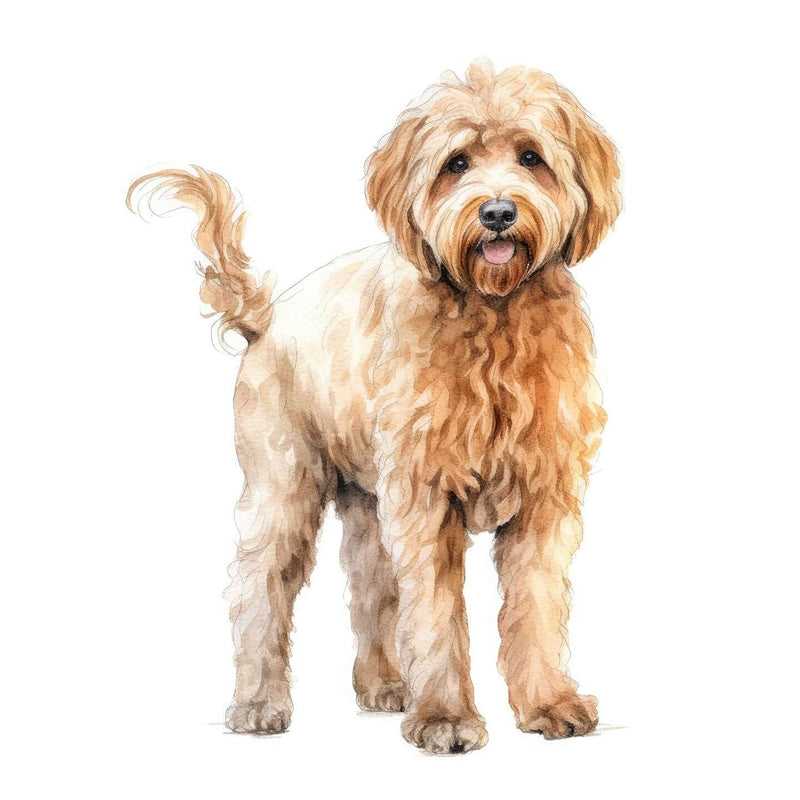 Labradoodles