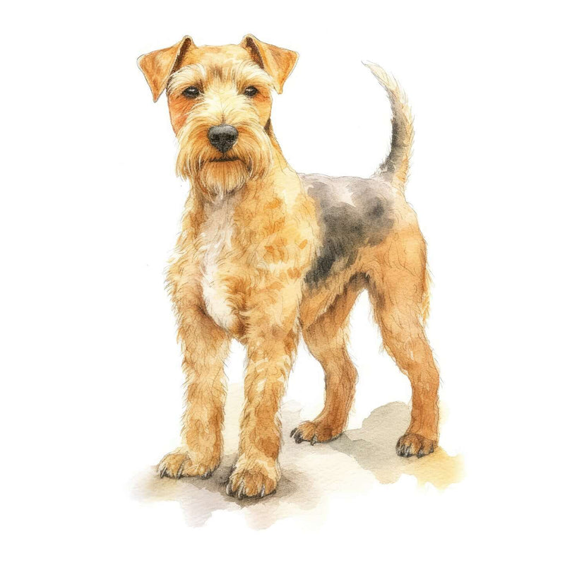 Lakeland Terriers
