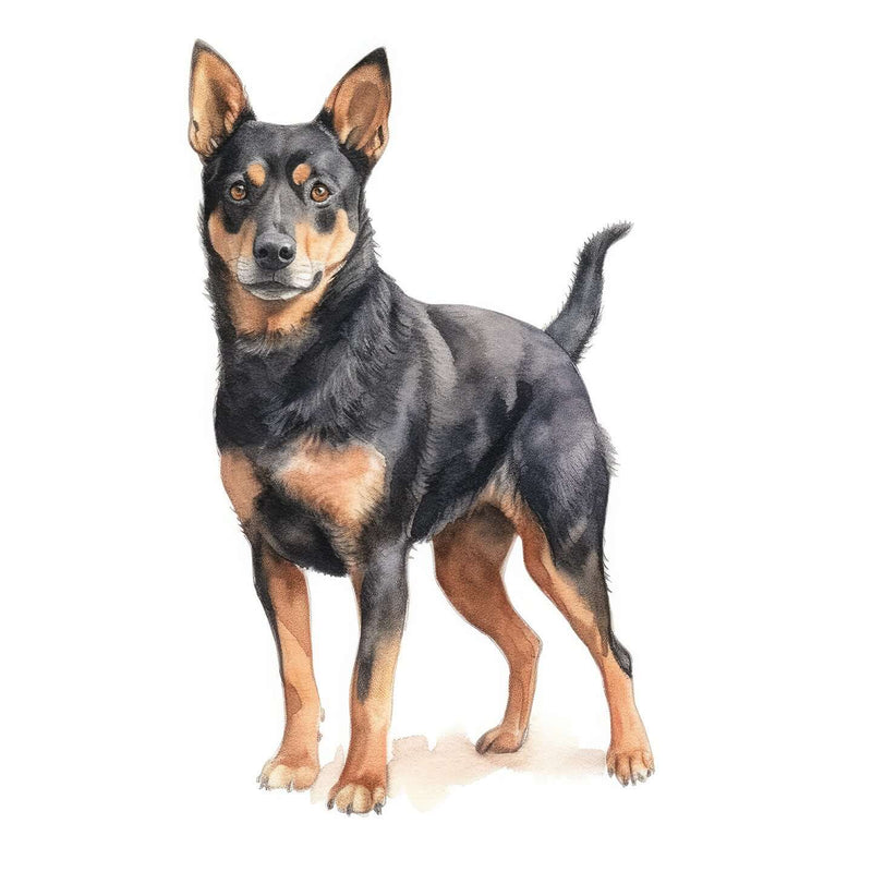 Lancashire Heelers