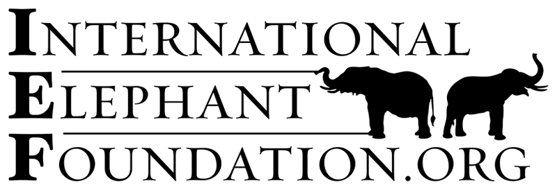 IEF
