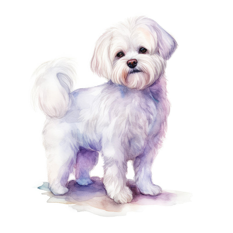 Maltese