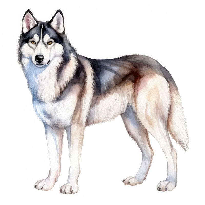 Siberian Huskies