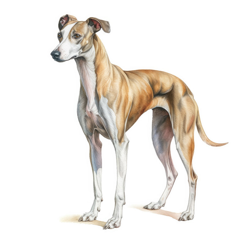 Whippets