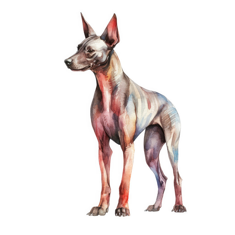 Xoloitzcuintli