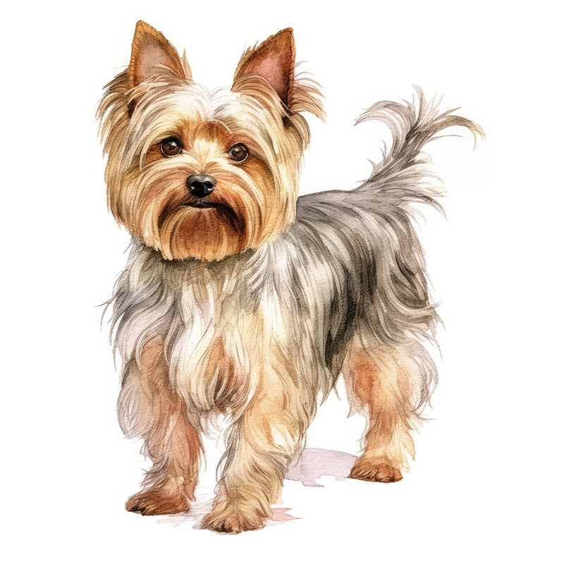 Yorkshire Terriers