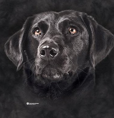 Soulful Black Lab - Women's Tri-Blend V-Neck T-Shirt