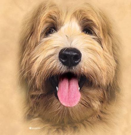 Big Face Labradoodle Pup - Women's Tri-Blend V-Neck T-Shirt