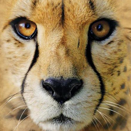 Big Face Cheetah - Adult Unisex T-Shirt